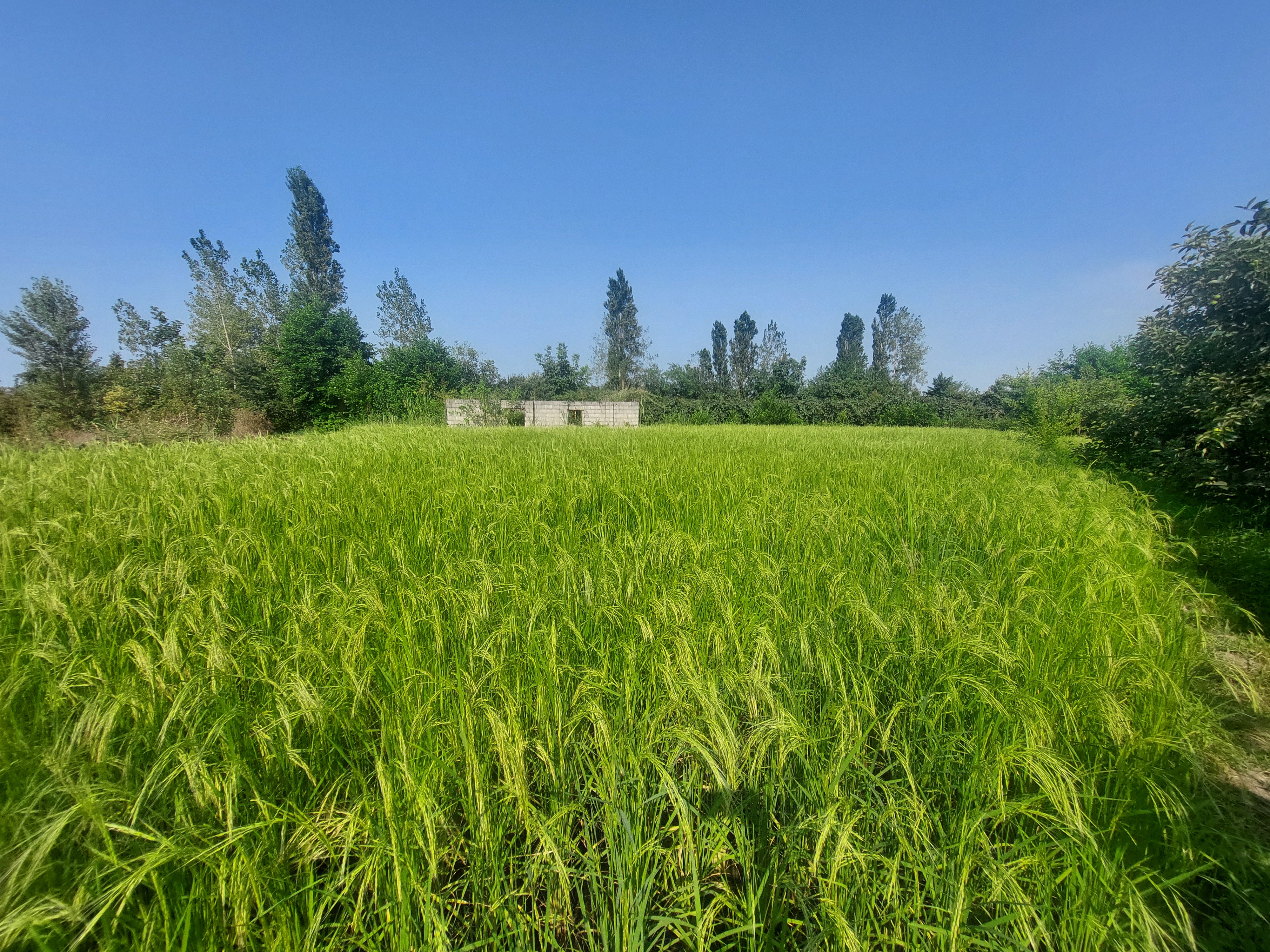 تصویر روستا